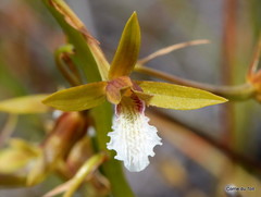 Eulophia tristis