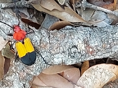 Purpuricenus laetus
