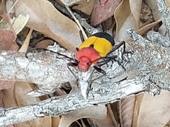 Purpuricenus laetus