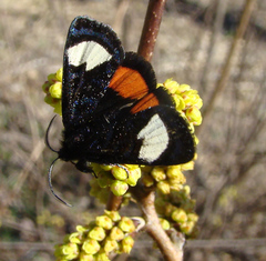 Psychomorpha epimenis