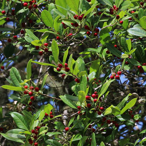 Representative image of Ilex canariensis canariensis