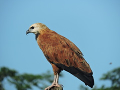 Busarellus nigricollis image