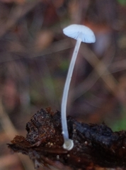 Mycena stylobates