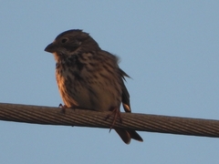 Emberiza calandra