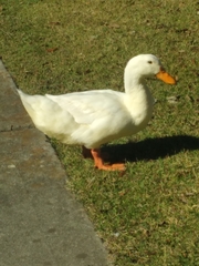 Anas platyrhynchos domesticus