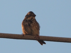 Emberiza calandra