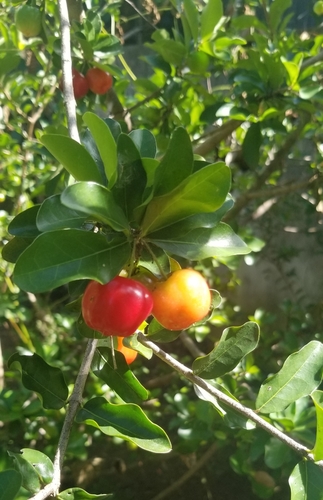 Malpighia emarginata