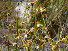 Eulophia tristis
