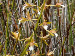 Eulophia tristis
