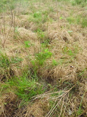 Juncus dichotomus