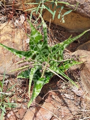 Ledebouria inquinata