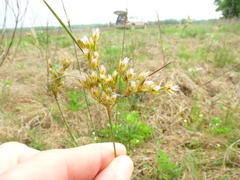 Juncus dichotomus