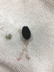 Cuterebra emasculator