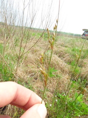 Juncus dichotomus