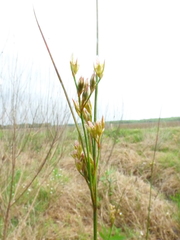 Juncus dichotomus