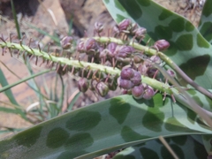 Ledebouria inquinata