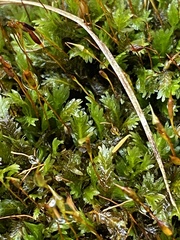 Fissidens osmundioides