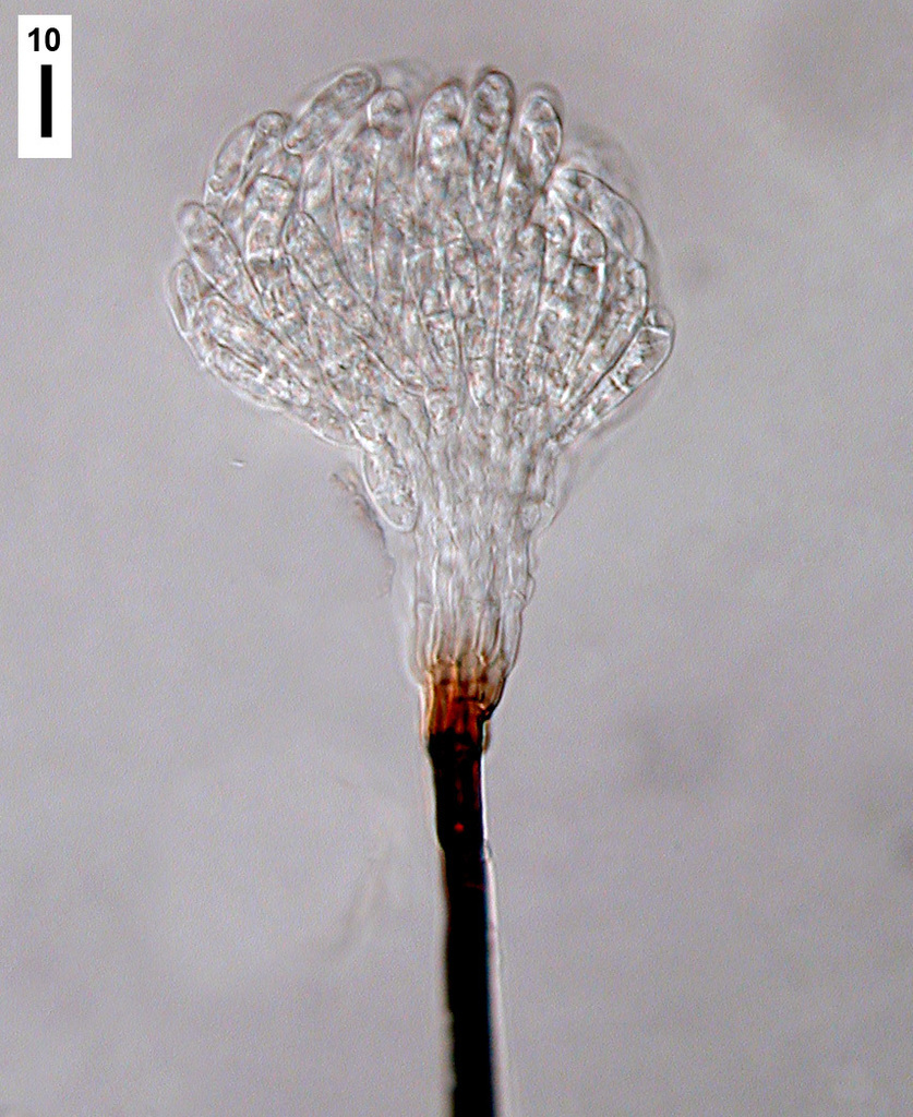 Sterigmatobotrys