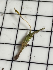 Fissidens osmundioides