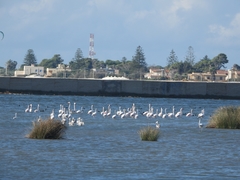 Phoenicopterus roseus