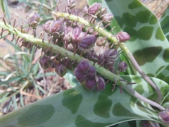 Ledebouria inquinata