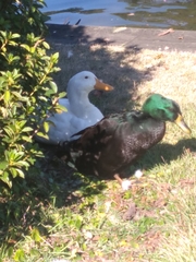 Anas platyrhynchos domesticus