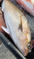 Seriola dumerili