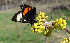 Psychomorpha epimenis