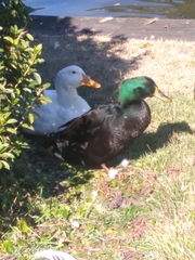 Anas platyrhynchos domesticus