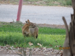 Canis aureus syriacus