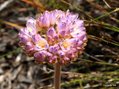 Dilatris pillansii