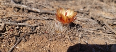Eriosyce heinrichiana