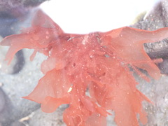 Dasyclonium