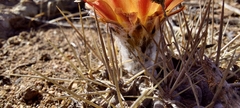 Eriosyce heinrichiana