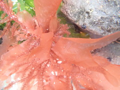 Dasyclonium