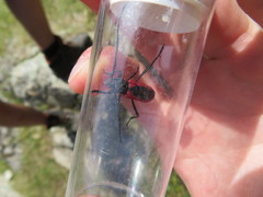 Purpuricenus kaehleri