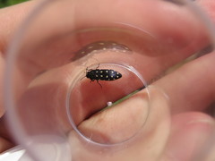 Acmaeodera octodecimguttata