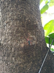 Compsocerus violaceus