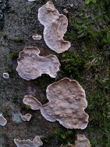 Broadleaf Bleeding-crust