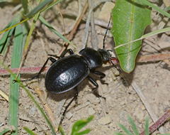Carabus erosus
