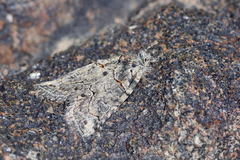 Bryophila rueckbeili
