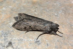 Cucullia distinguenda