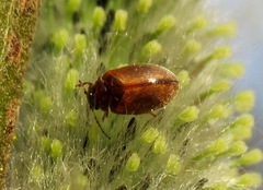 Contacyphon variabilis