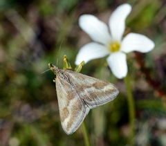 Pyrausta aerealis