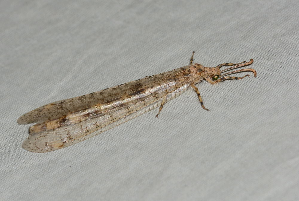 Epacanthaclisis