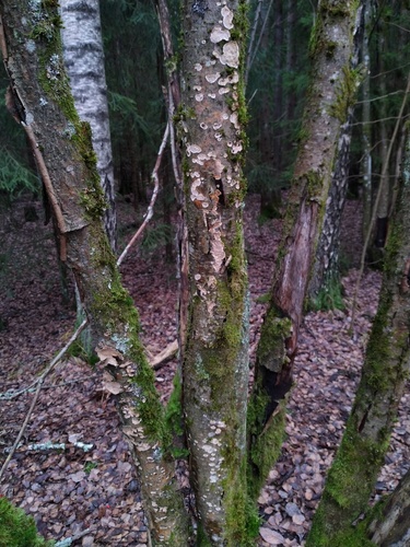 Broadleaf Bleeding-crust