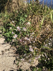 Ampelaster carolinianus