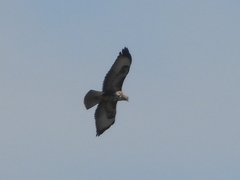 Buteo buteo