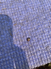 Calligrapha spiraeae