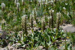 Lagotis integrifolia